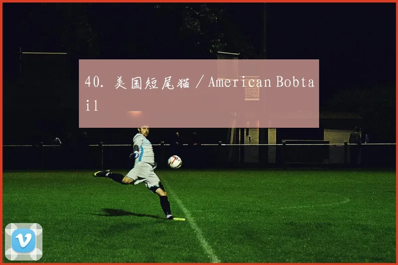 40. 美国短尾猫／American Bobtail